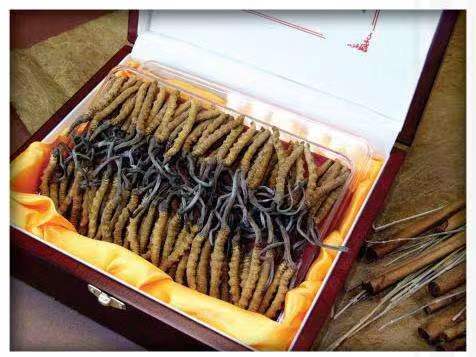 曲周冬虫夏草回收